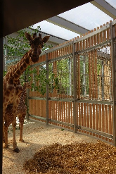 Kabonga und Naledi im neuen Giraffenhaus_Hellabrunn_2013